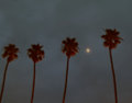 Moon and Four Palm Trees