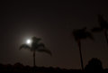 Moon, Stars, and Palm Trees