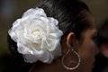 White Rose