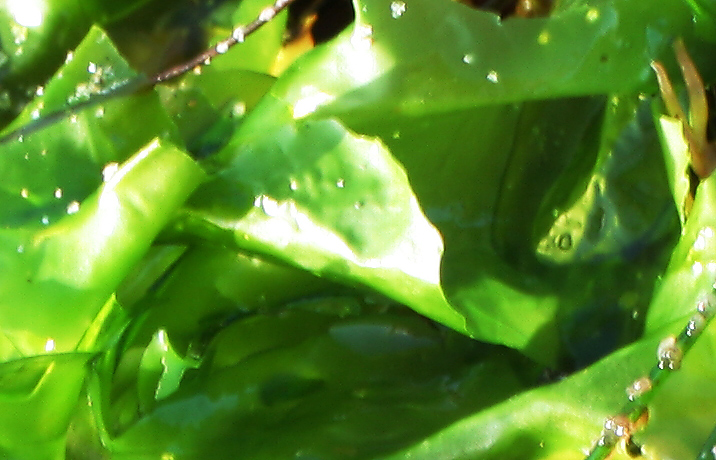 Seaweed