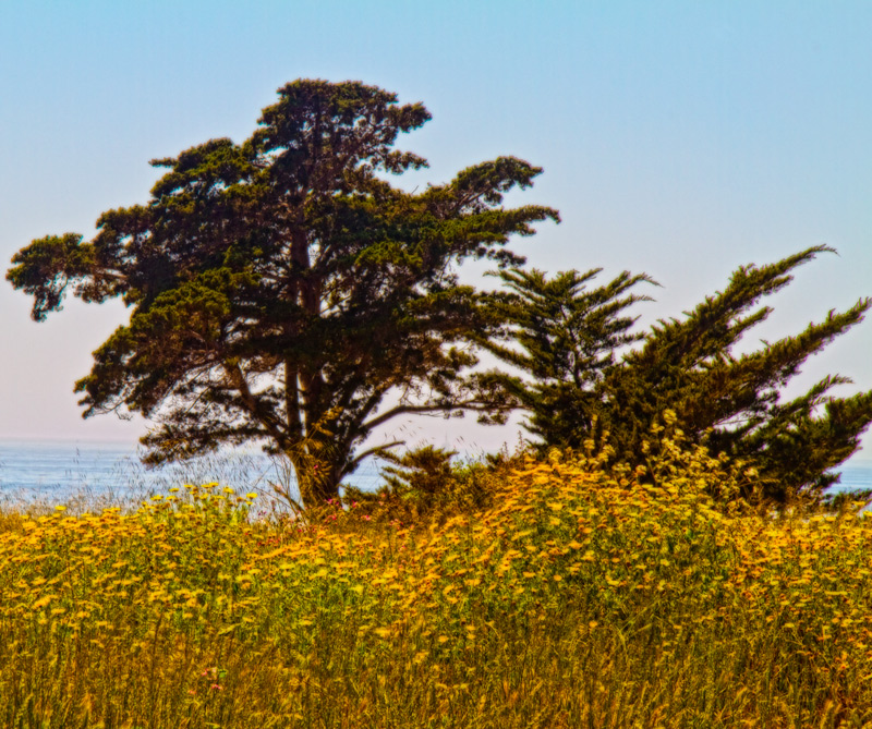 Cypress and Wildflowers