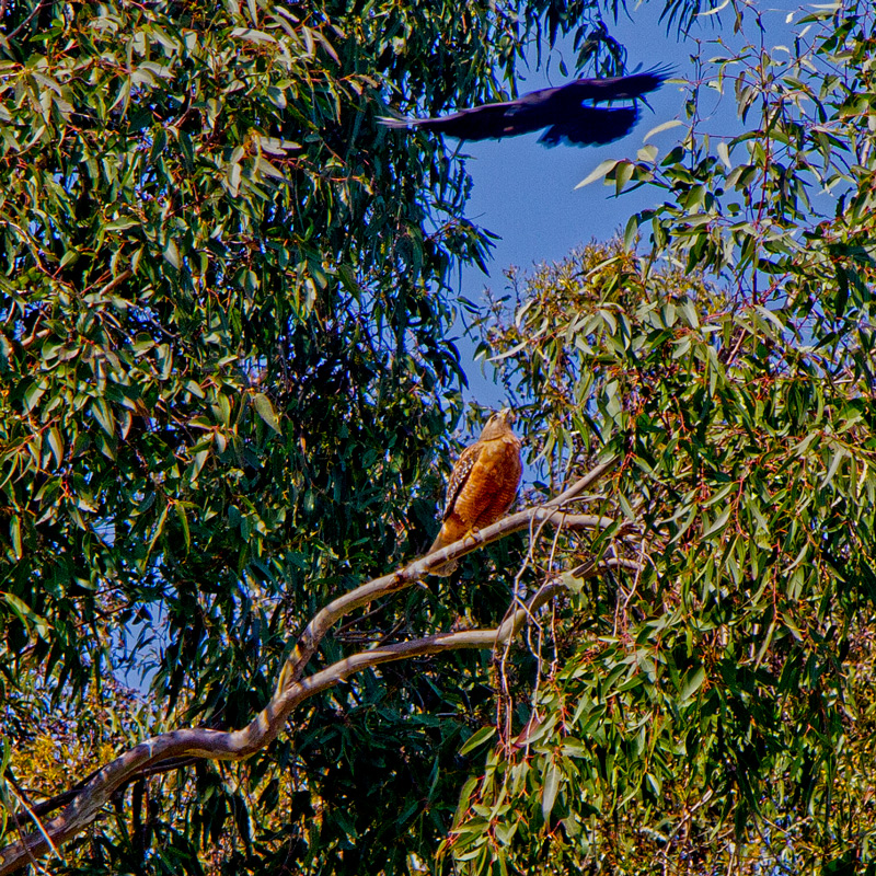 Red-Shouldered Hawk and Angry Crow