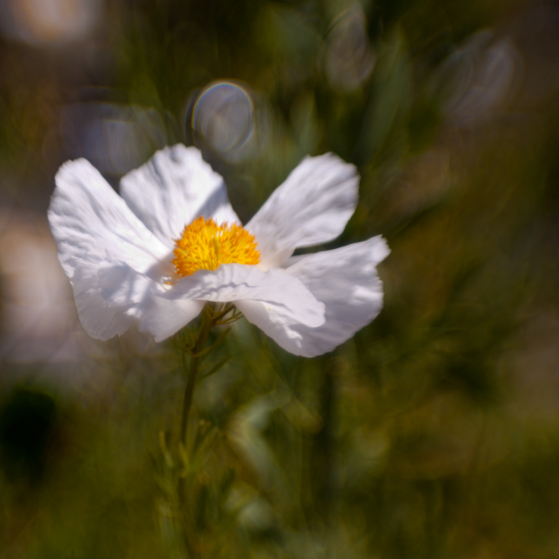 Matilija Poppy No. 2