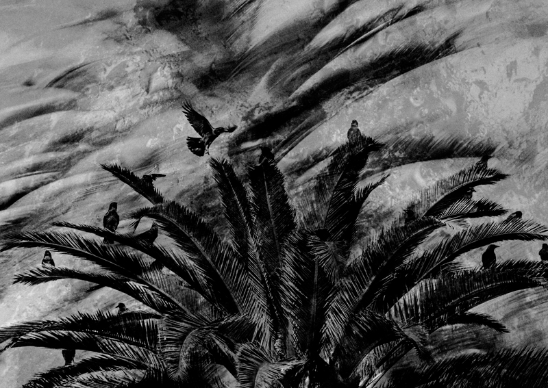 Crows