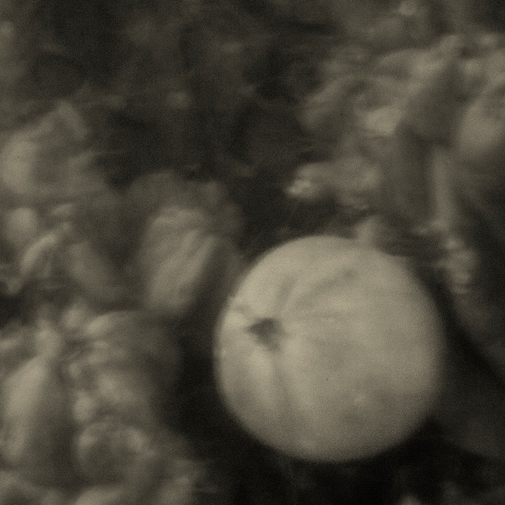 Moon Fruit