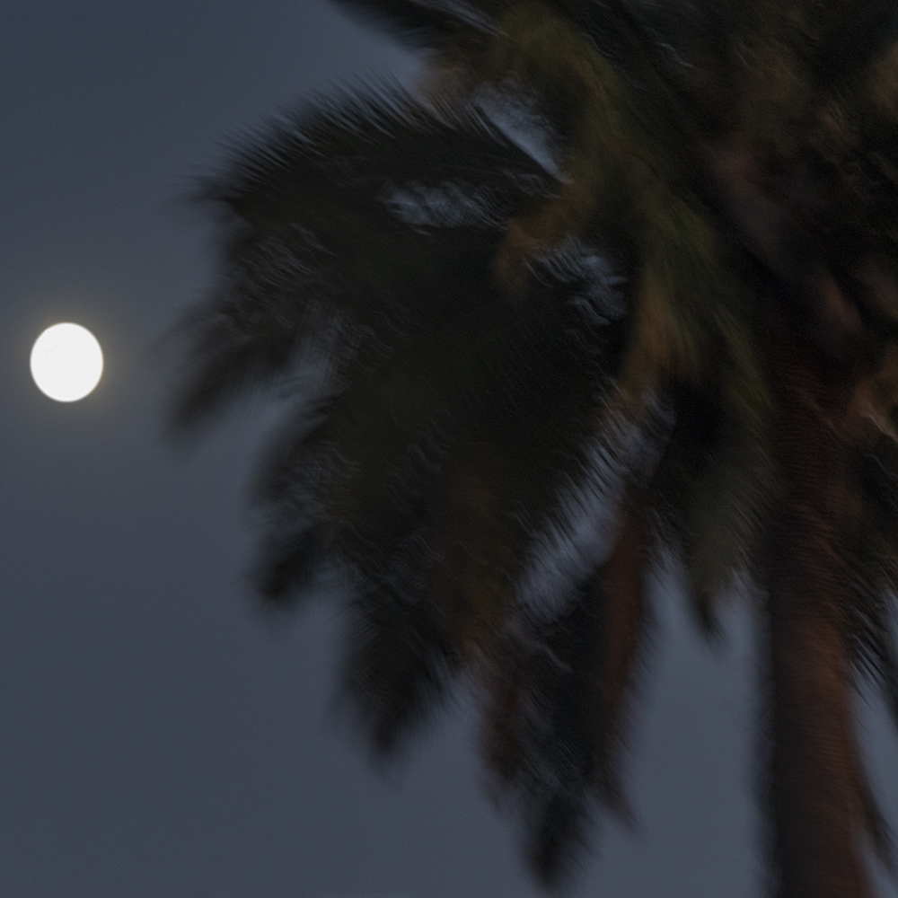 Full Moon and Palm Tree