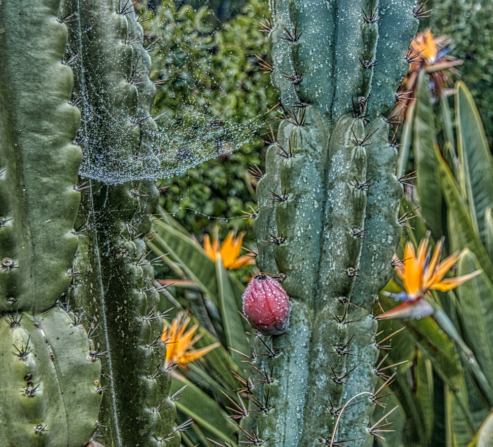 Cactus Garden