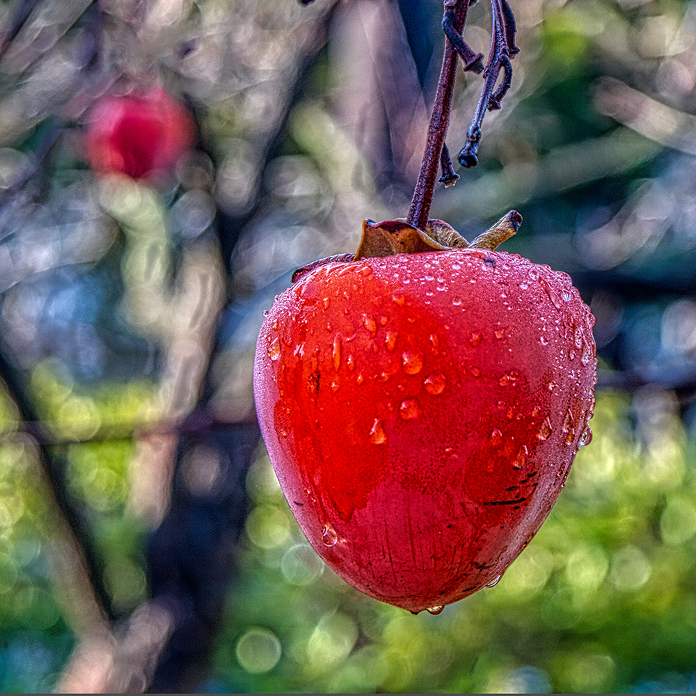 Persimmons