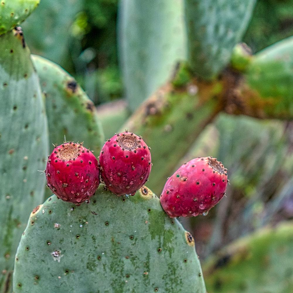 Tunas (aka Prickly Pears)