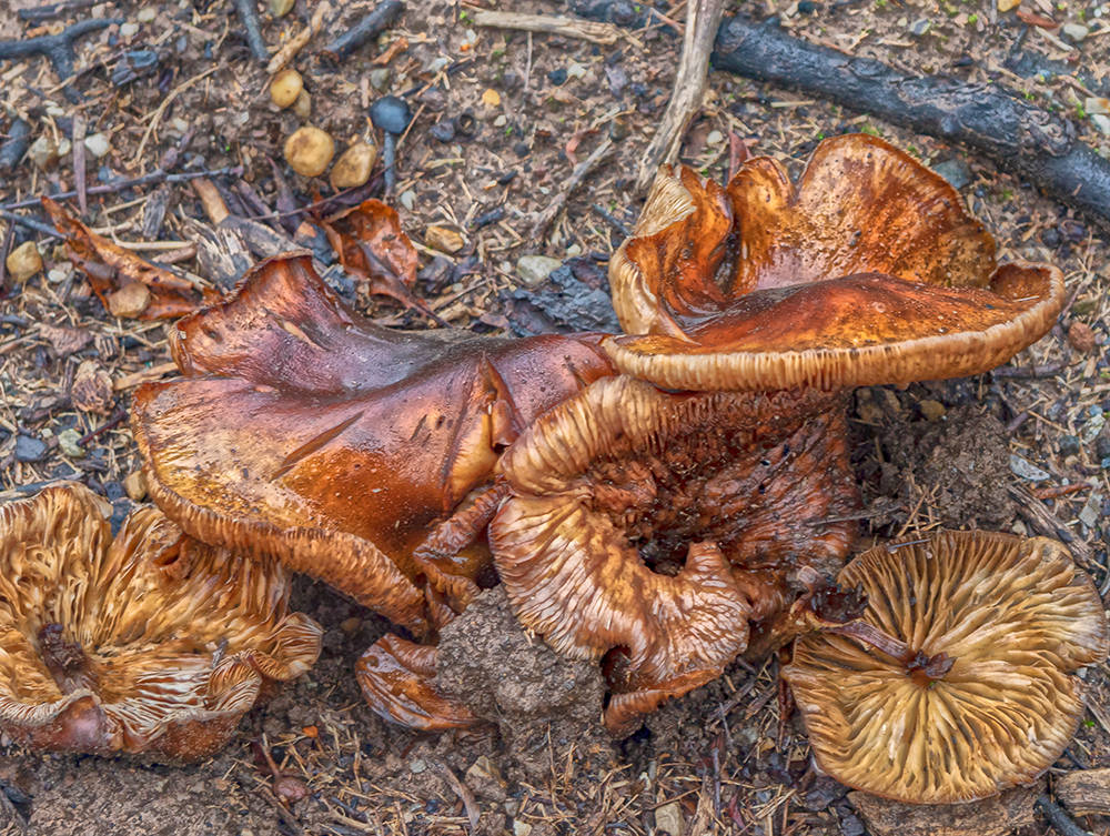 Mushrooms