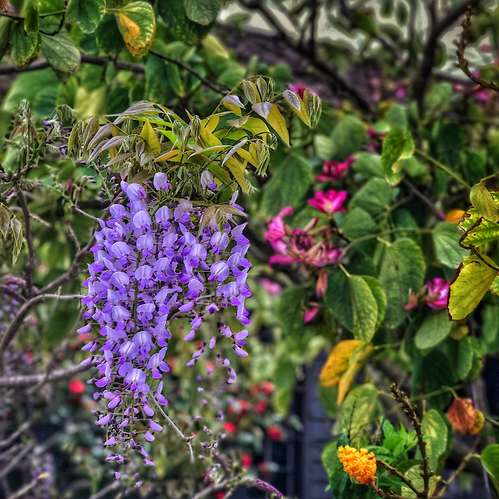 Wisteria