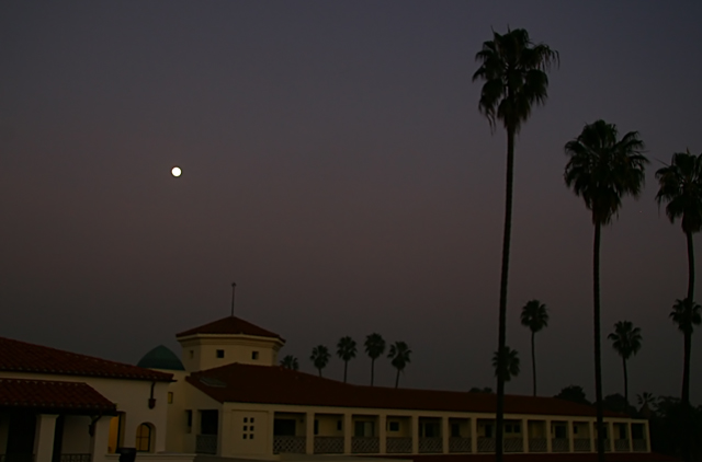 Moon with Palm Trees