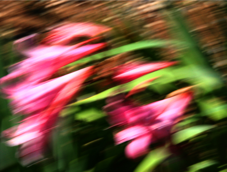 Amaryllis
