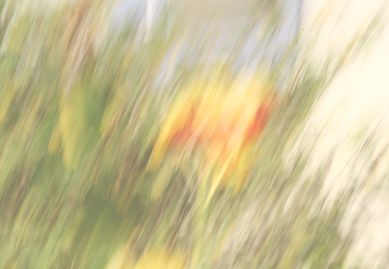 Canna Lily