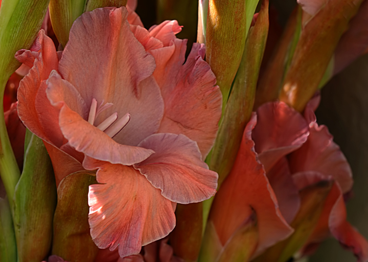 Gladiolus