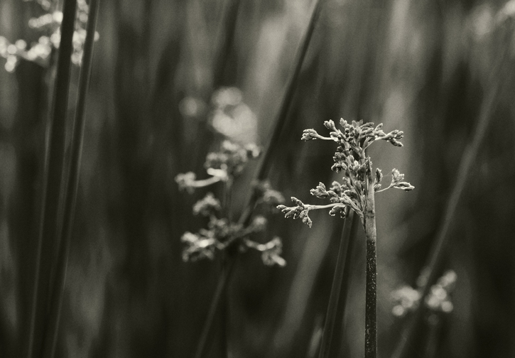 Reeds