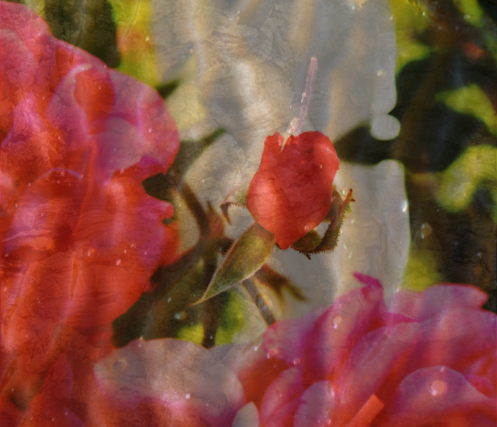 Rosebud