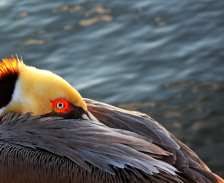 California Brown Pelican