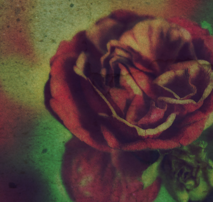 Silk Roses