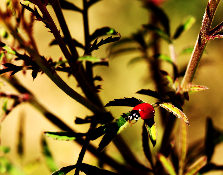 Ladybug!