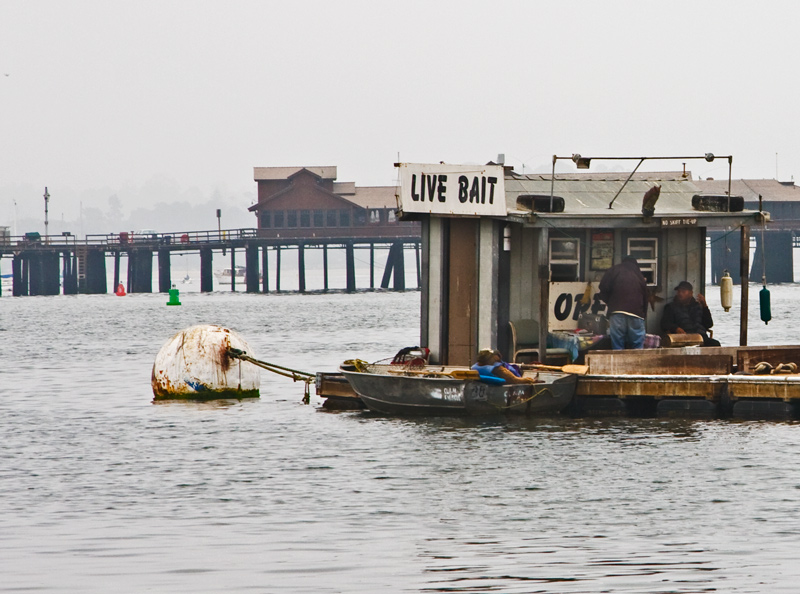 Live Bait