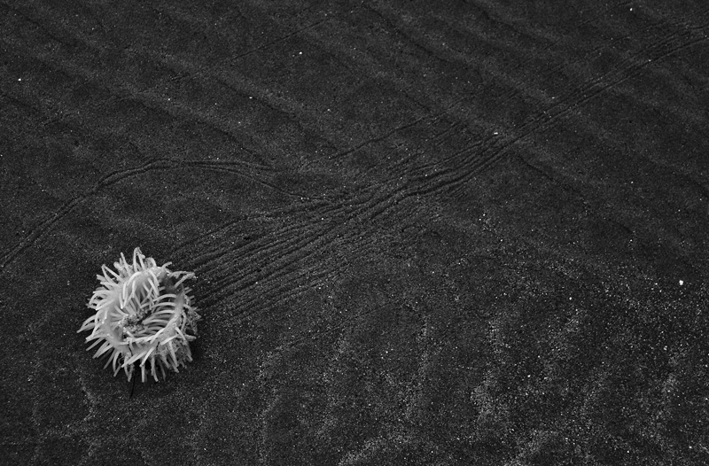 Alien Life Form