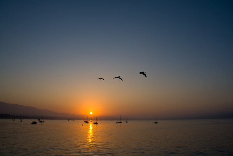 Three Pelicans