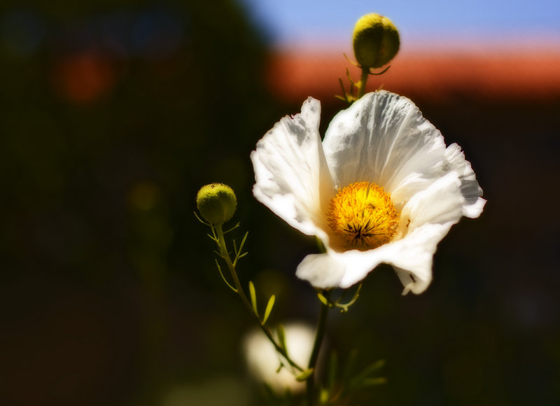 Matilija Poppy