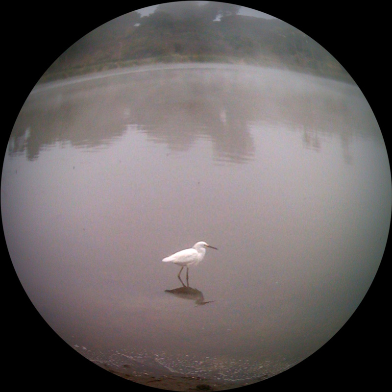 Bird in the Mist