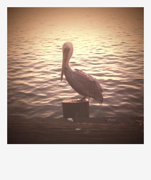 Pelican