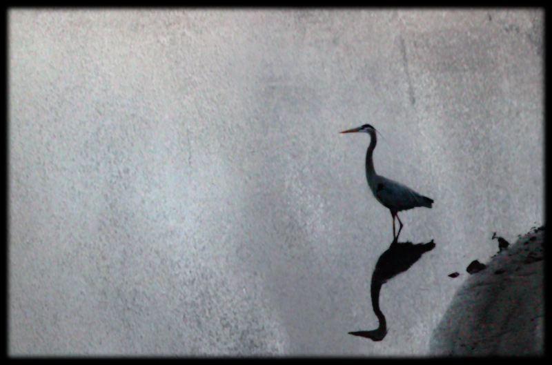 Heron