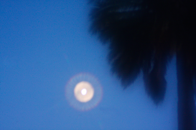 Moon and Palm Tree