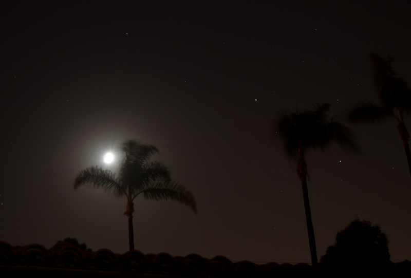 Moon, Stars, and Palm Trees