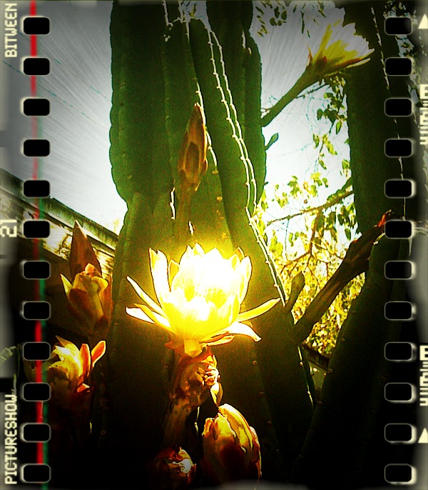Cactus Flower