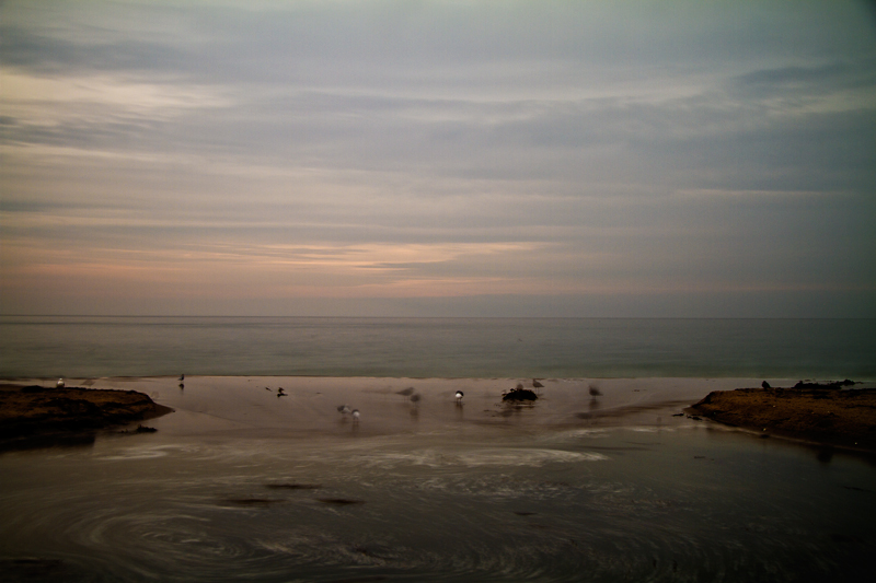 Birds at High Tide