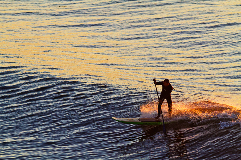 Paddle Surfer