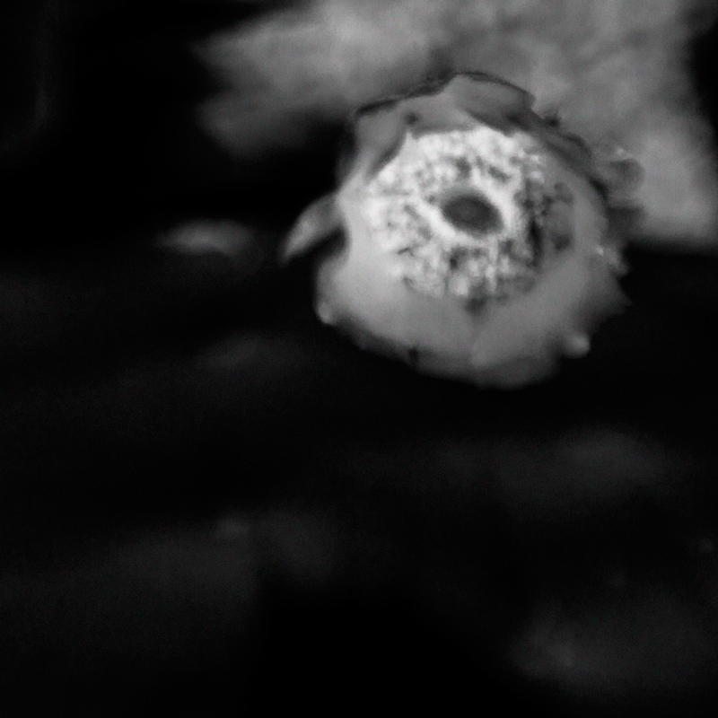 Comet