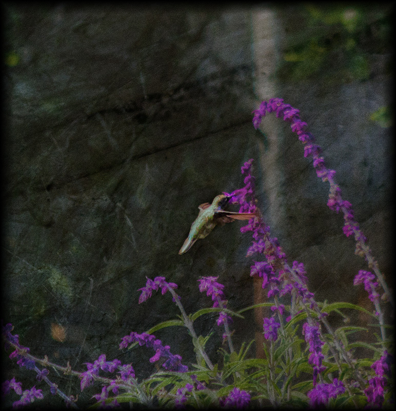 Hummingbird and Purple Flowers