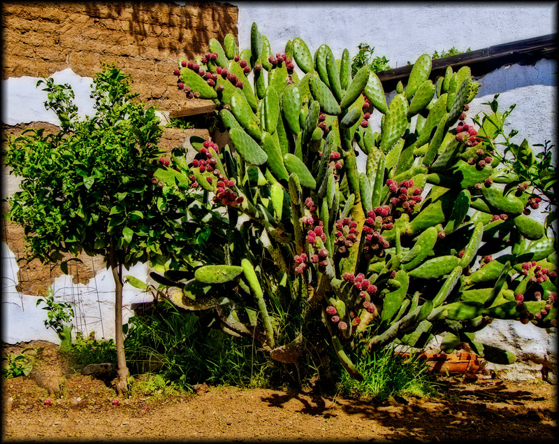 Colonial Garden