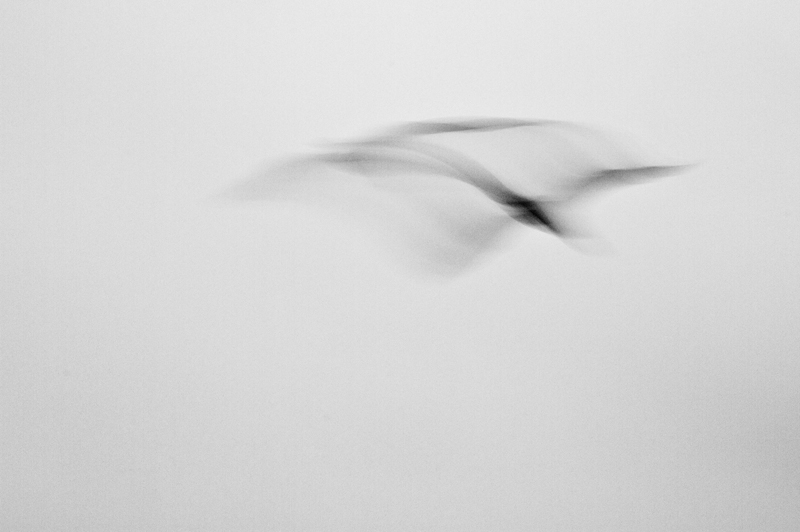 Pelicans
