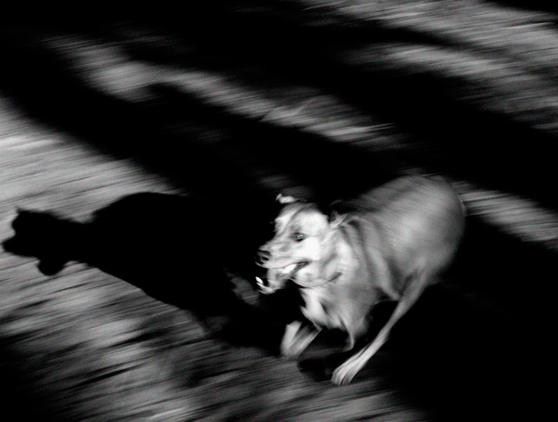 Maya on the Fly