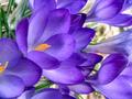 Spring Blooms