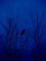 Crow Of Blue