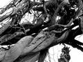 Intertwined