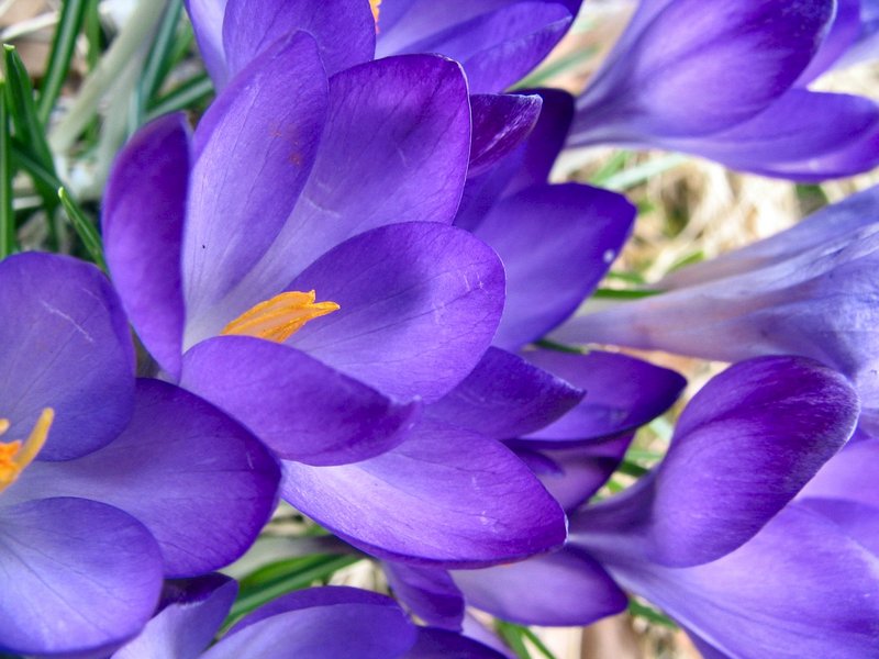 Spring Blooms