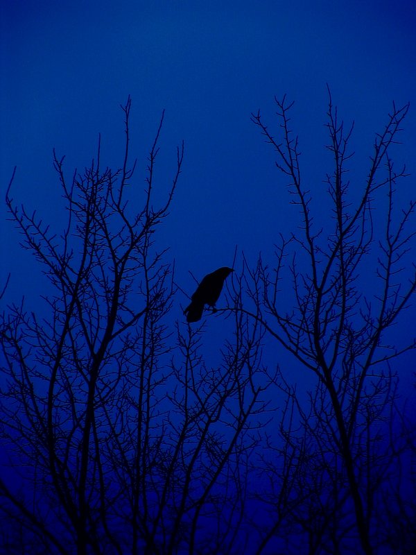 Crow Of Blue