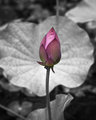 114_1475-Edit.jpg
