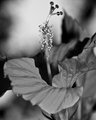 IMG_1062-1.jpg