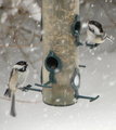 When The Snow Flies
