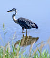 Wading Heron